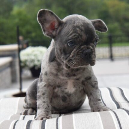 Buy cute  French bulldog in Delaware