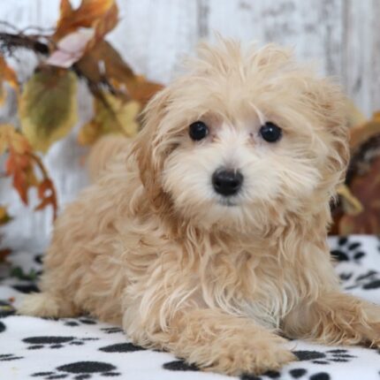Adopt cream maltipoo puppy in Ontario