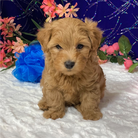 Buy Red maltipoo puppies for sale in Delaware