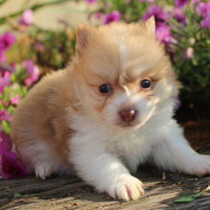 Buy home trained Pomeranian puppy Ottawa 
