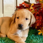 Buy Labrador Retrievers puppy in canada