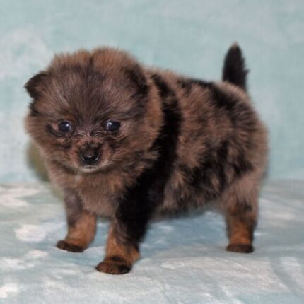 Buy Teacup Pomeranian puppy in Florida