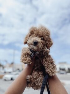Bringing Home Your New Puppy