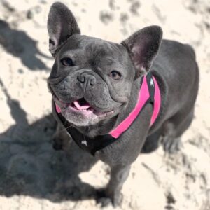 https://idolpetsdaycare.ca/product-category/buy-french-bulldog-puppies-in-canada/